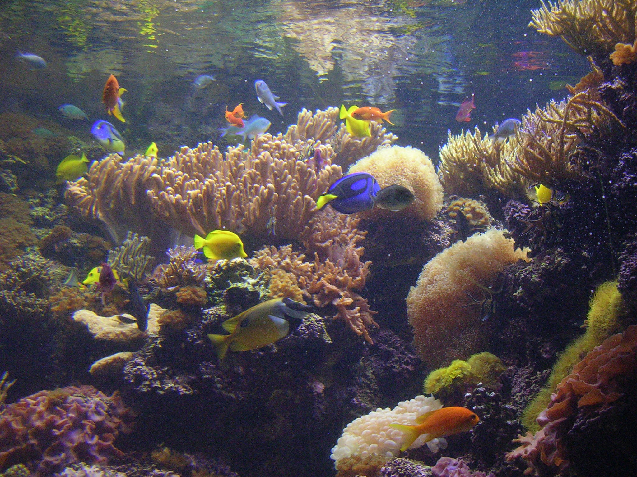 Fishes in National Acquarium