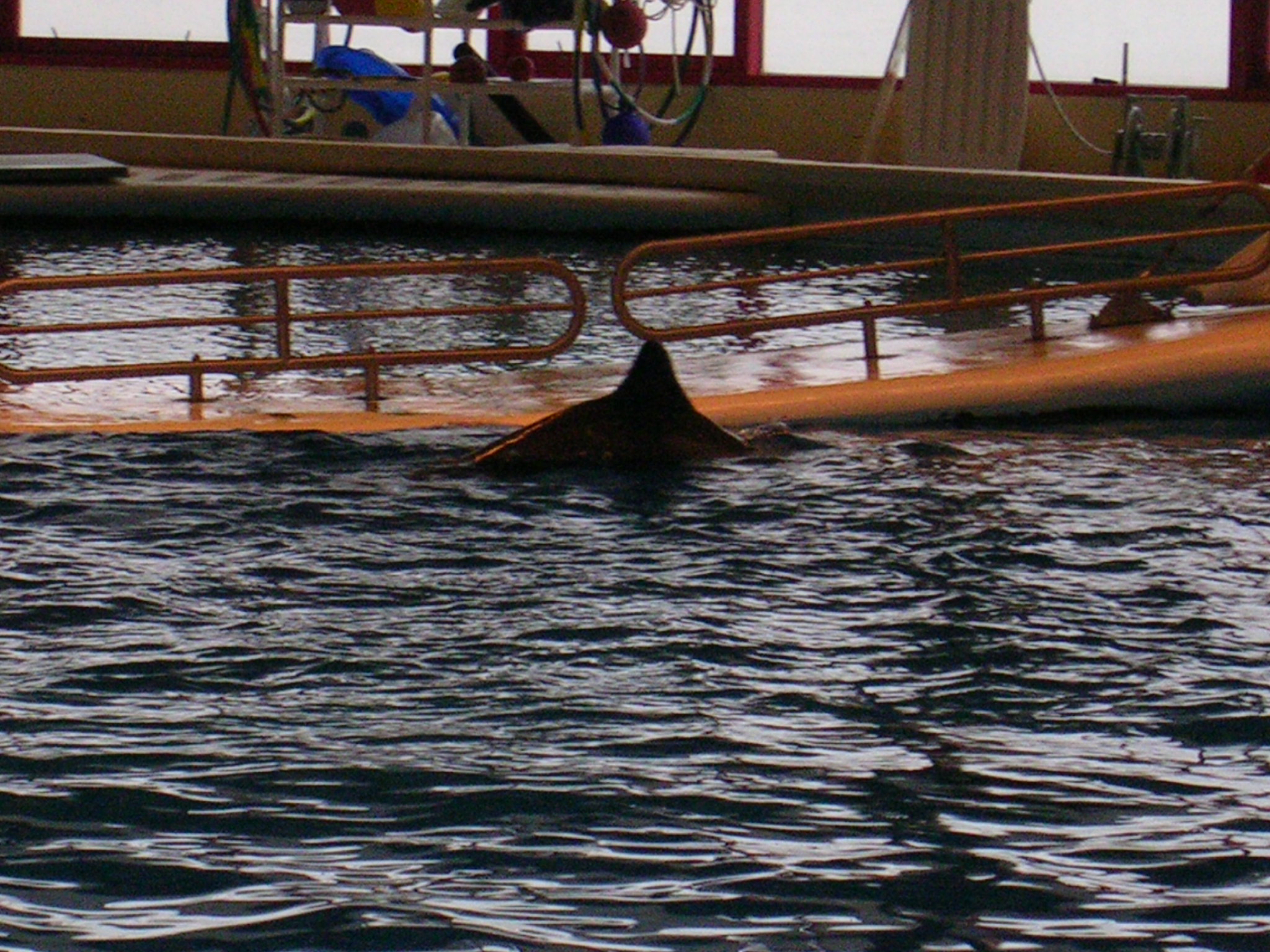 Dolphin Show in National Acquarium