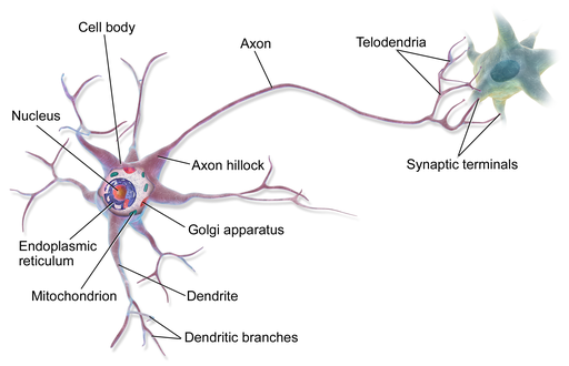 Blausen - Multi polar Neuron